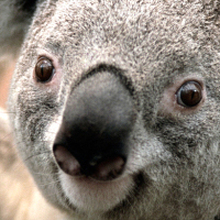  Шабинский Егор Евгеньевич, г. Челябинск