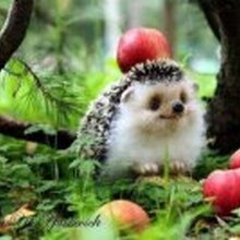 ЕЛЕНА ИВАНОВА, г. Дедовск