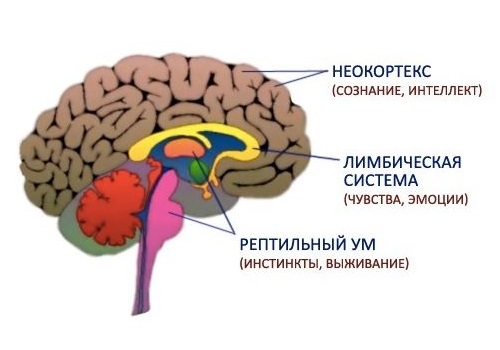 что такое неокортекс у человека. 425ff4f71f9a3302c49a9c49ecf3946b. что такое неокортекс у человека фото. что такое неокортекс у человека-425ff4f71f9a3302c49a9c49ecf3946b. картинка что такое неокортекс у человека. картинка 425ff4f71f9a3302c49a9c49ecf3946b. Неокортекс, neocortex – это новая кора мозга человека. В некотором смысле, ее значение для нашей цивилизации действительно избранное. Другое ее название – плащ, pallium, или изокортекс. Она покрывает однородным серым плащом все белое вещество больших полушарий головного мозга, которое представляет собой проводящие пути, «провода», лишенные самостоятельной возможности генерировать импульсы. Когда употребляют термин brain– мозг, то имеют в виду именно эту часть центральной нервной системы.