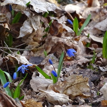 Irina, г. Белгород