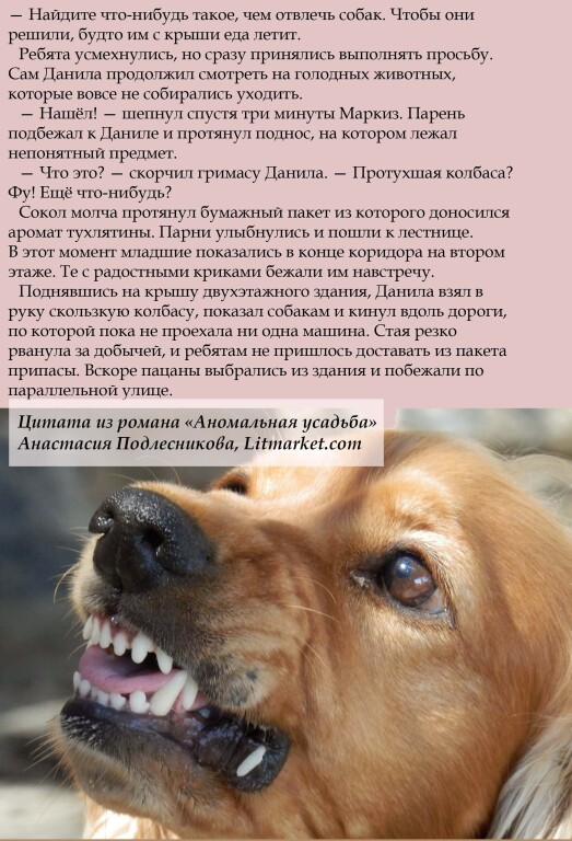 что делать при встрече с бродячими собаками. Смотреть фото что делать при встрече с бродячими собаками. Смотреть картинку что делать при встрече с бродячими собаками. Картинка про что делать при встрече с бродячими собаками. Фото что делать при встрече с бродячими собаками