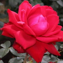 Екатерина, г. Магнитогорск