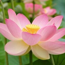 Светлана Петрова, г. Нальчик