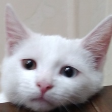 Alex, г. Москва