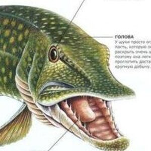 Филатова Ирина Николаевна