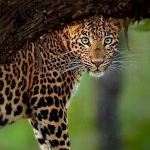 Елена, г. Шумиха