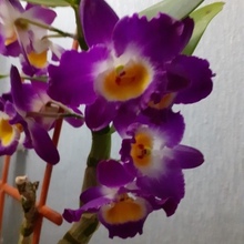 Ольга Васильевна, г. Ставрополь