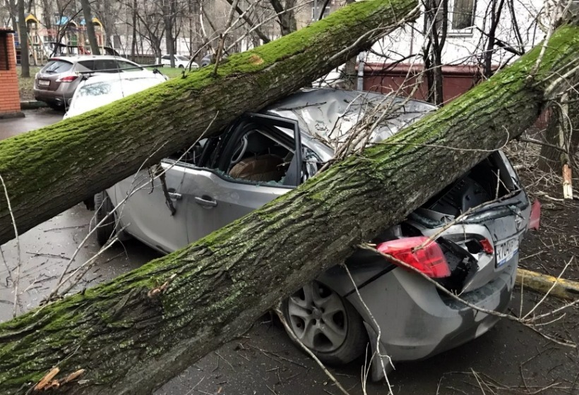 Дерево упало на машину