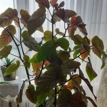 Валентина, г. Краснодар