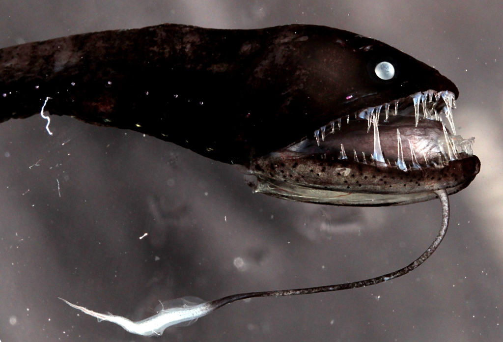 4. Черная рыба дракон (Idiacanthus) .