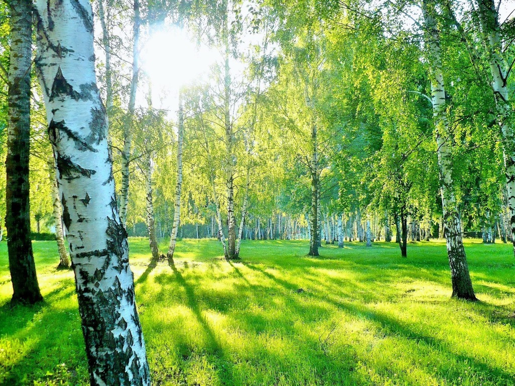 лесная амнистия это что такое. Смотреть фото лесная амнистия это что такое. Смотреть картинку лесная амнистия это что такое. Картинка про лесная амнистия это что такое. Фото лесная амнистия это что такое