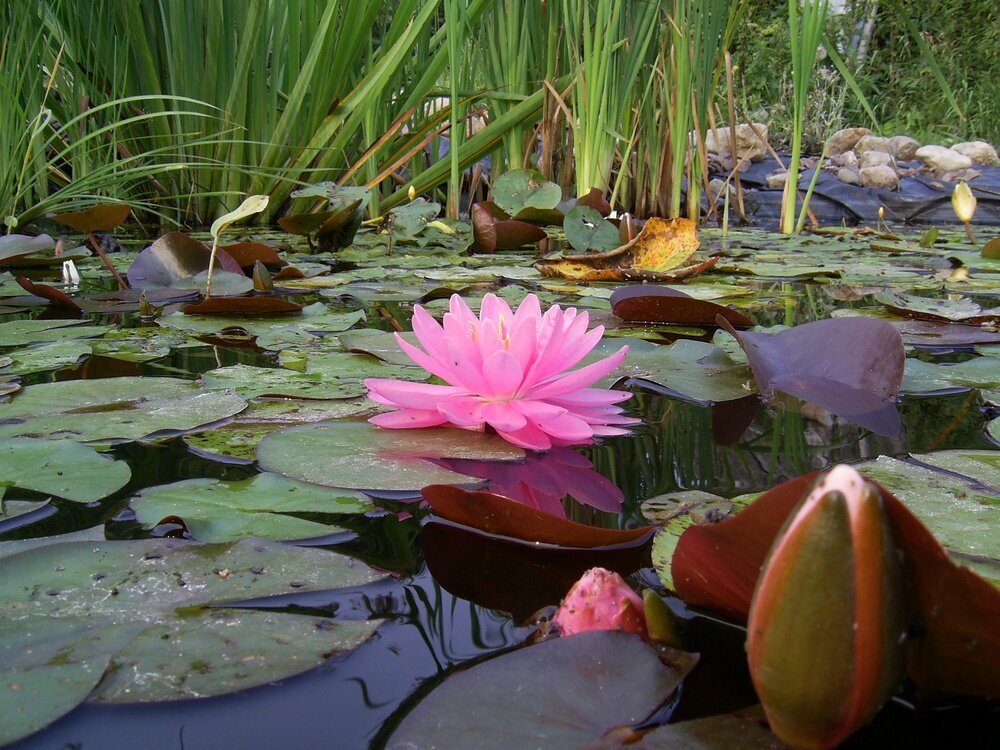 Водные Цветы Лотосы
