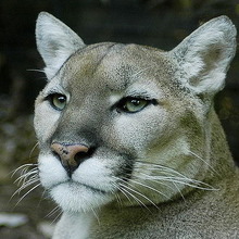 Galina, г. Озерск