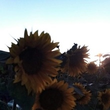 Вероника, г. Новосибирск