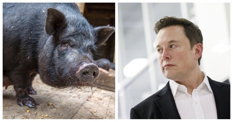 Илон маск свинья. Илон Маск чипировал свинью. Илон Маск вживил чип в свинью. Илон Маск показал свинью с чипом.
