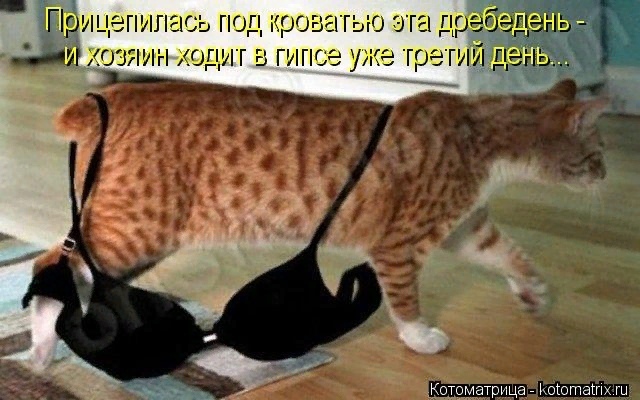 женщину украшает острый ум хорошие манеры безупречный внешний вид и регулярное пьянство по выходным. Смотреть фото женщину украшает острый ум хорошие манеры безупречный внешний вид и регулярное пьянство по выходным. Смотреть картинку женщину украшает острый ум хорошие манеры безупречный внешний вид и регулярное пьянство по выходным. Картинка про женщину украшает острый ум хорошие манеры безупречный внешний вид и регулярное пьянство по выходным. Фото женщину украшает острый ум хорошие манеры безупречный внешний вид и регулярное пьянство по выходным