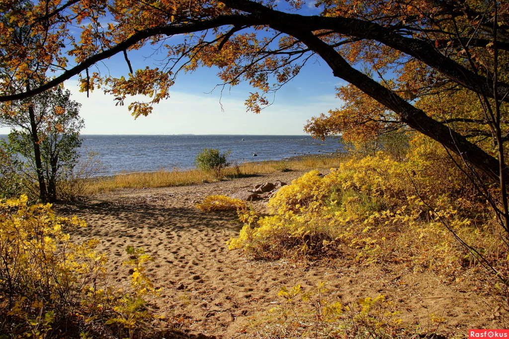 Парк в сестрорецке