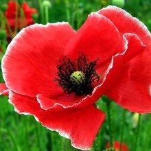 Маргарита Алексеевна, г. Саранск