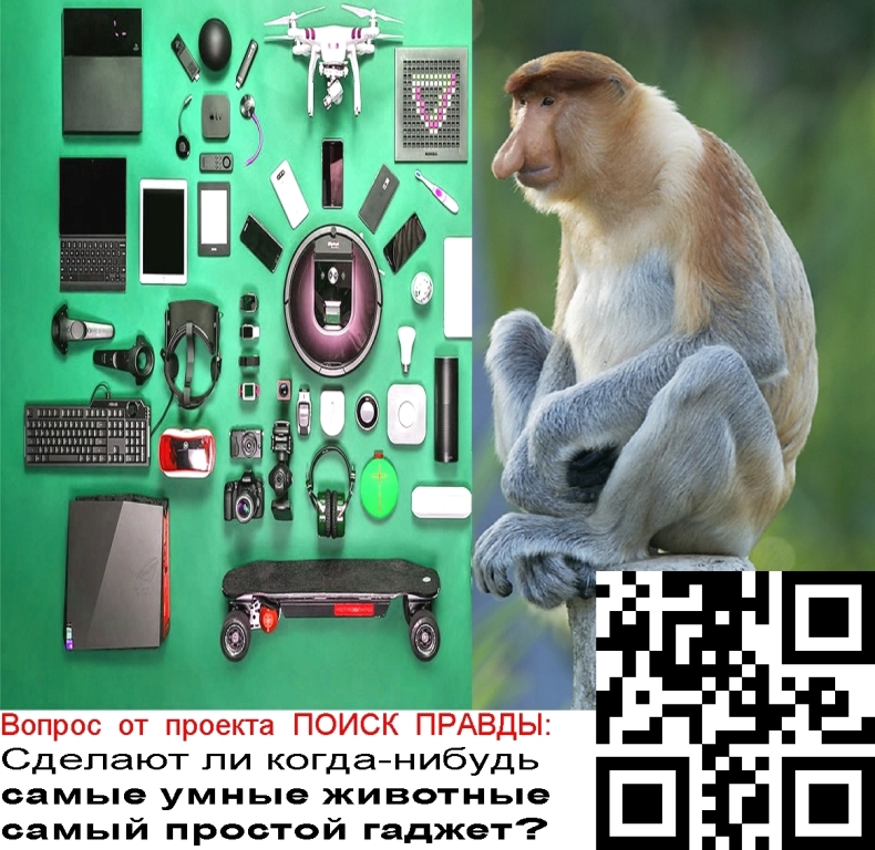 Какое животное умнее. Самые умные животные после человека. 10 Самых умных животных в мире. Самые умные животные в мире список. Самый быстрый зверь и умный