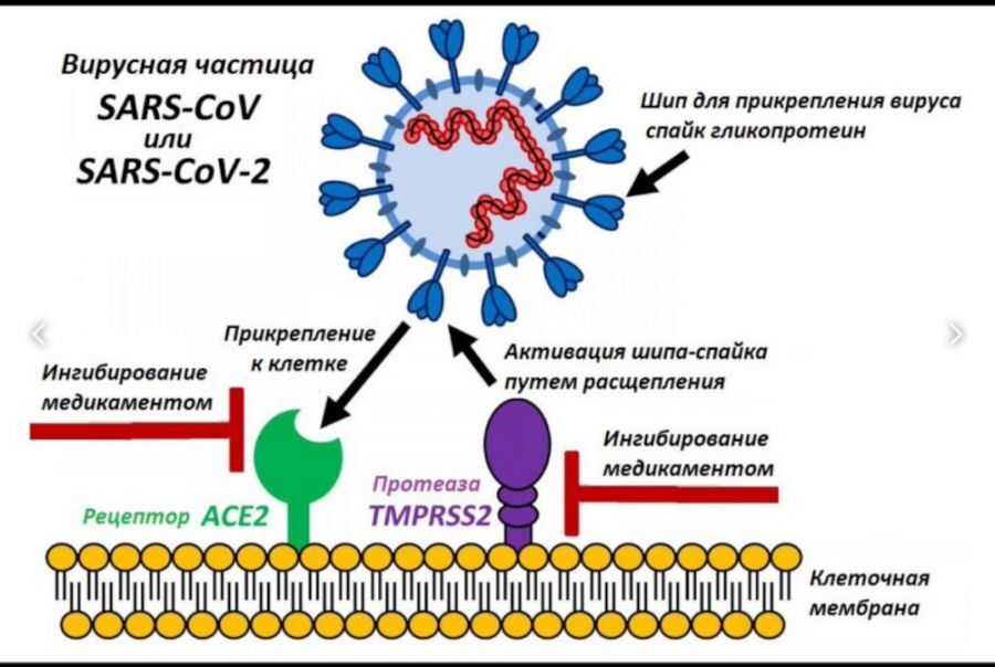 какое поражение легких при коронавирусе в процентах считается средним