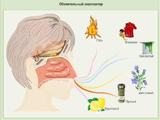 при ковиде чувствуешь вкус еды. Смотреть фото при ковиде чувствуешь вкус еды. Смотреть картинку при ковиде чувствуешь вкус еды. Картинка про при ковиде чувствуешь вкус еды. Фото при ковиде чувствуешь вкус еды