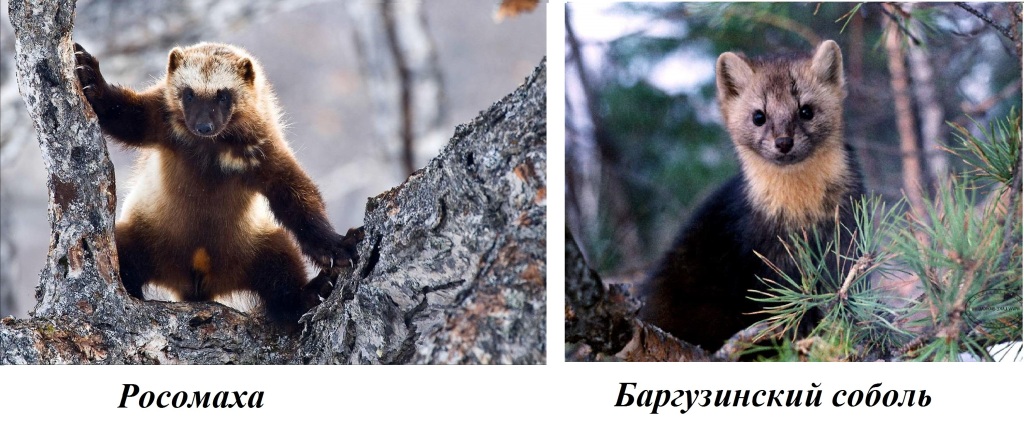 какие животные живут в байкале в озере. Смотреть фото какие животные живут в байкале в озере. Смотреть картинку какие животные живут в байкале в озере. Картинка про какие животные живут в байкале в озере. Фото какие животные живут в байкале в озере