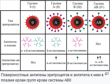 Схема групп крови родителей