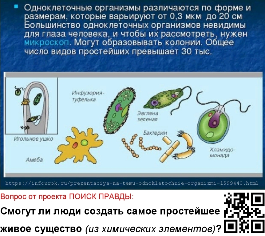 Одноклеточным организмом не является. Одноклеточные организмы 5 класс биология. Одноклеточные оргаганизмы. Одоклеточные организм. Клетка одноклеточного организма.