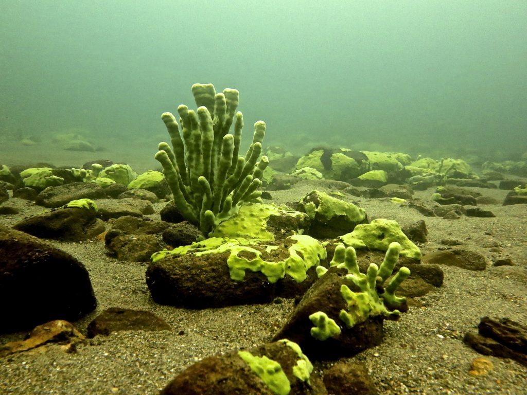 Озеро байкал фото под водой