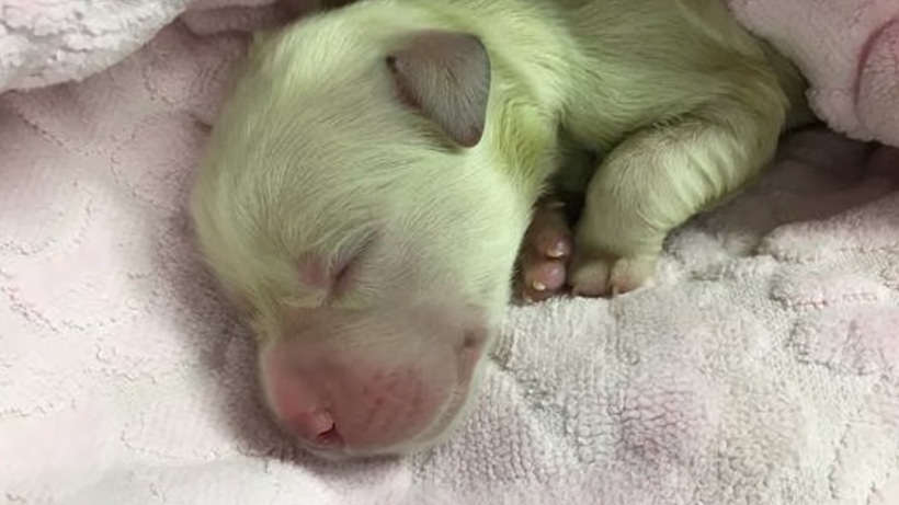 Сонник родить щенка. Семейка собак. Сонник родить щенка. Сонник родить щенка. Семейка собак.