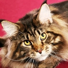 Наталья Рубцова, г. Москва