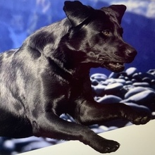 Елена, г. Москва