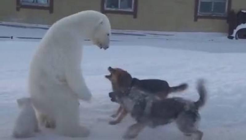 Собака привела медведей к хозяину. Медведица защищает медвежат от собак. Нападение белого медведя. Собака белый медведь.