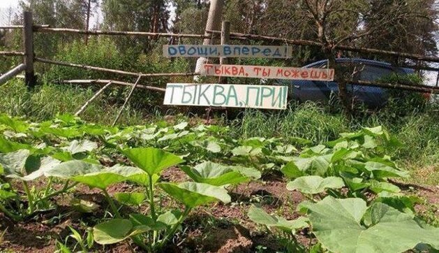что такое деревенский колорит. Смотреть фото что такое деревенский колорит. Смотреть картинку что такое деревенский колорит. Картинка про что такое деревенский колорит. Фото что такое деревенский колорит