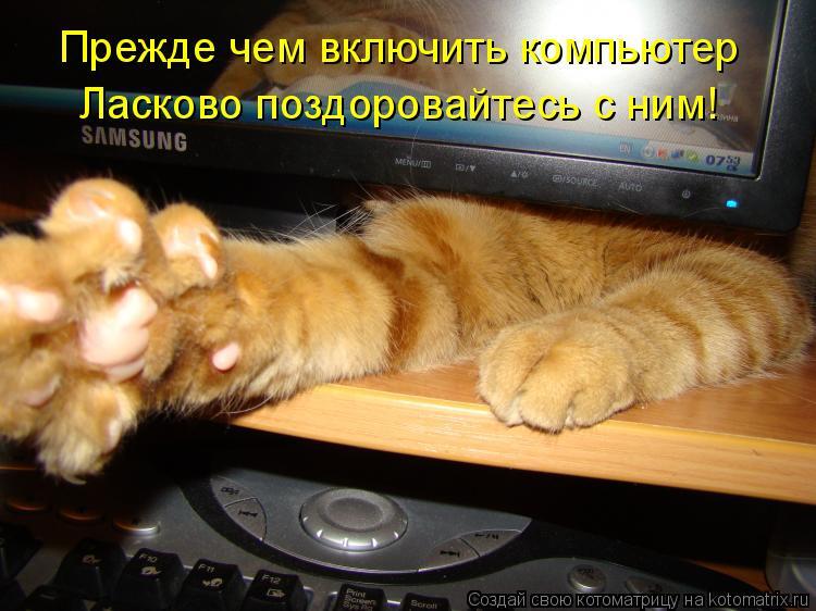 Смешные картинки с котиками и надписями для хорошего настроения