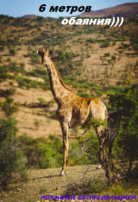 Фото Жирафа В Полный Рост