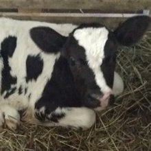 Евгений, г. Ступино