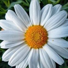 Любовь Миронова, г. Новодвинск