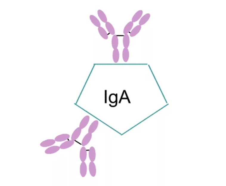 Антитела IgA.