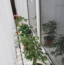 Вера Витальевна, г. Волгоград