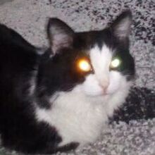 Виктор, г. Красногорск