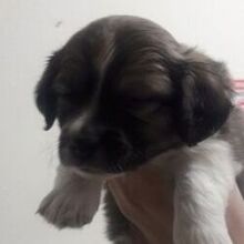 Надежда, г. Санкт-Петербург