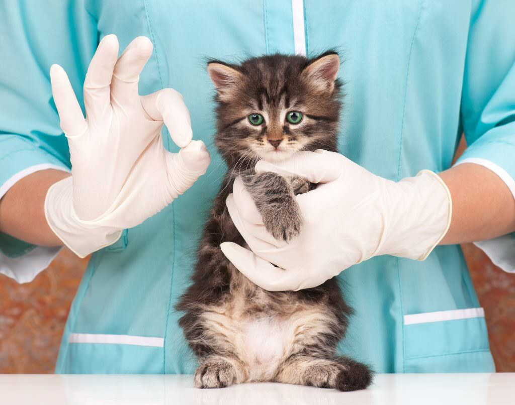Вакцинация кошек в клинике