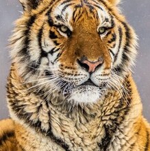 Виталий, г. Новосибирск