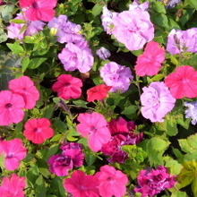 Елена Александровна, г. Уфа