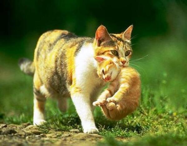Кота за шкирку рисунок