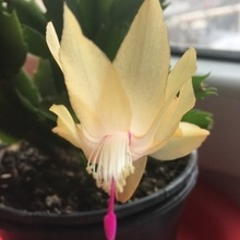 Татьяна, г. Ставрополь