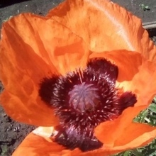 Елена, г. Пермь