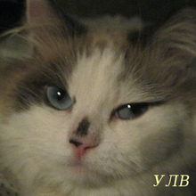 ЛЮДМИЛА, г. Саратов