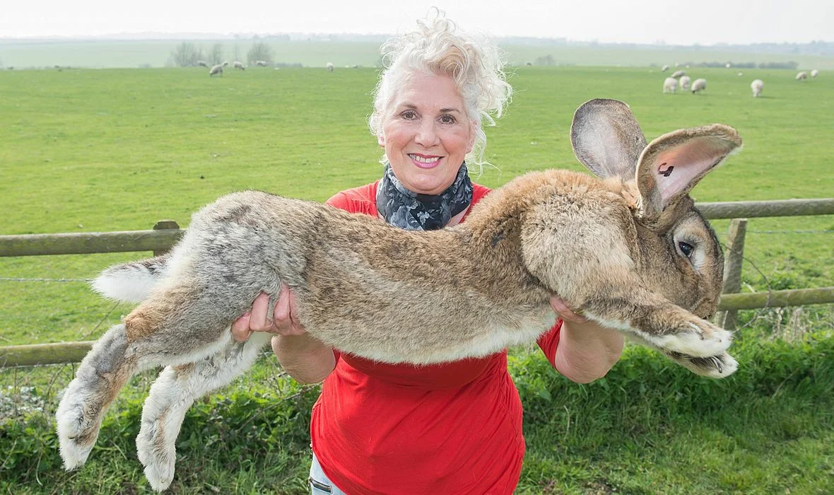 Самые большие животные список. Дариус - самый большой кролик в мире. Кролик великан рекорд. Фландр Ральф. Гигантский Фландр.